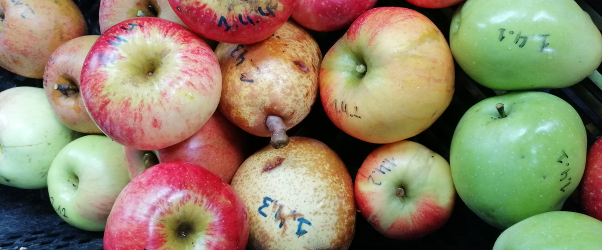 Appelproeverij